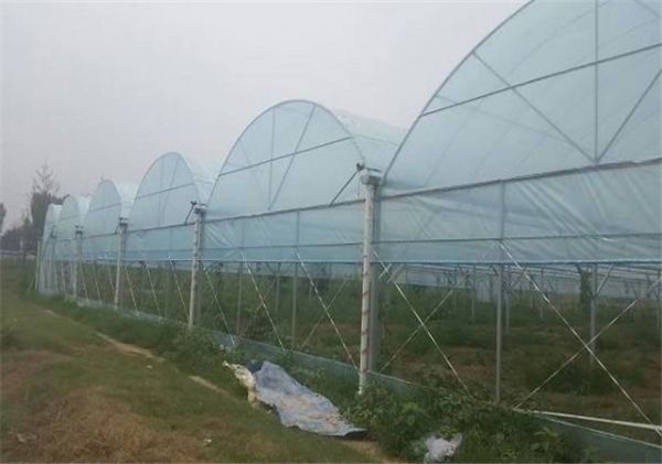 山東溫室大棚廠家